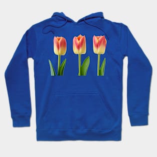 Tulipa &#39;Candy Corner&#39; Triumph Tulip Hoodie